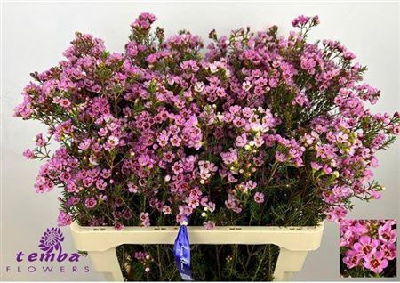 <h4>Chame Me Sexy Fuchsia / White</h4>