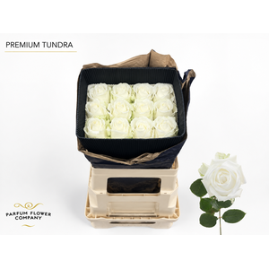 Rosa Premium Tundra