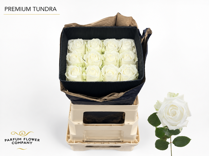 <h4>Rosa Premium Tundra</h4>