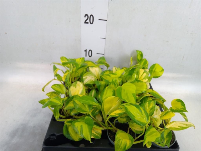 <h4>Epipremnum   ...</h4>