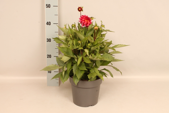 Dahlia 19 cm Pink