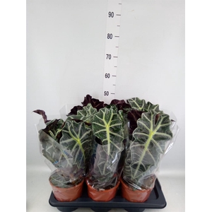 Alocasia amazonica 'Polly'