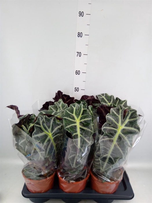 <h4>Alocasia amazonica 'Polly'</h4>