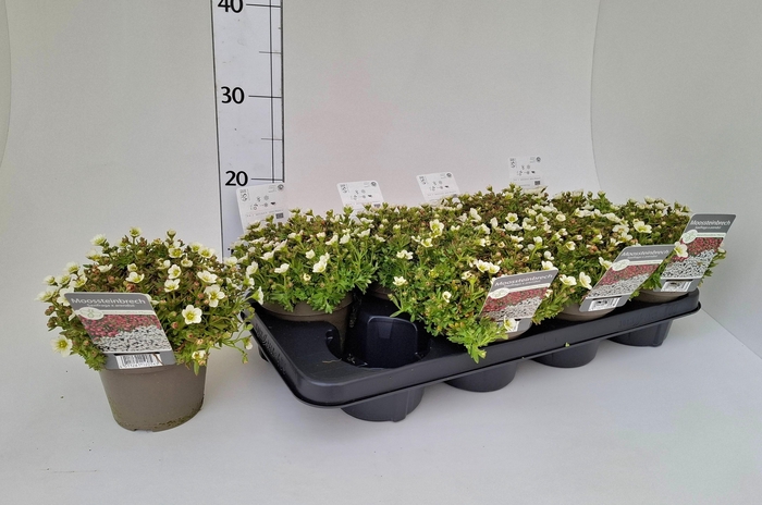 <h4>SAXIF ARENDSII</h4>