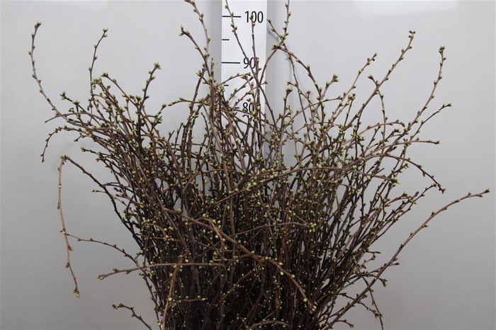 <h4>Kersenbloesem P Bos</h4>