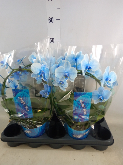 <h4>Phalaenopsis   ...</h4>