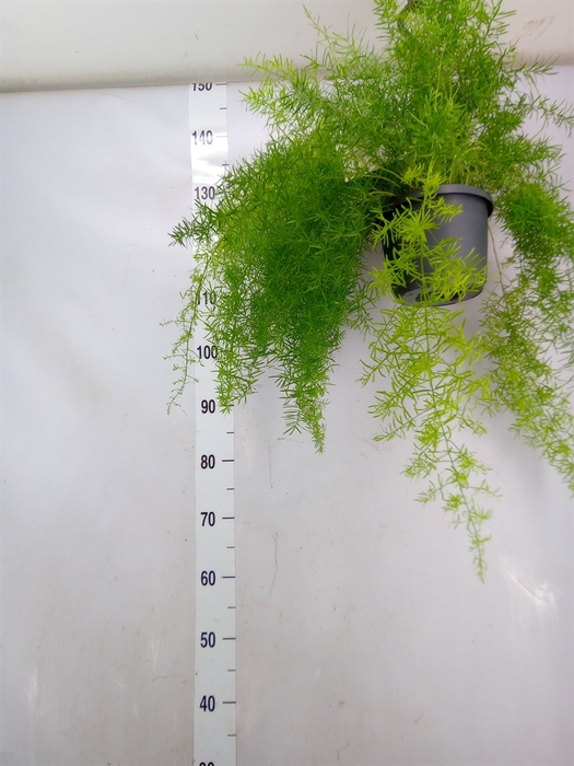 <h4>Asparagus dens. 'Sprengeri'</h4>