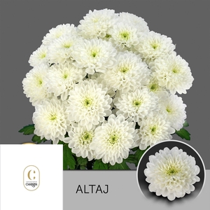 CHR T ALTAJ