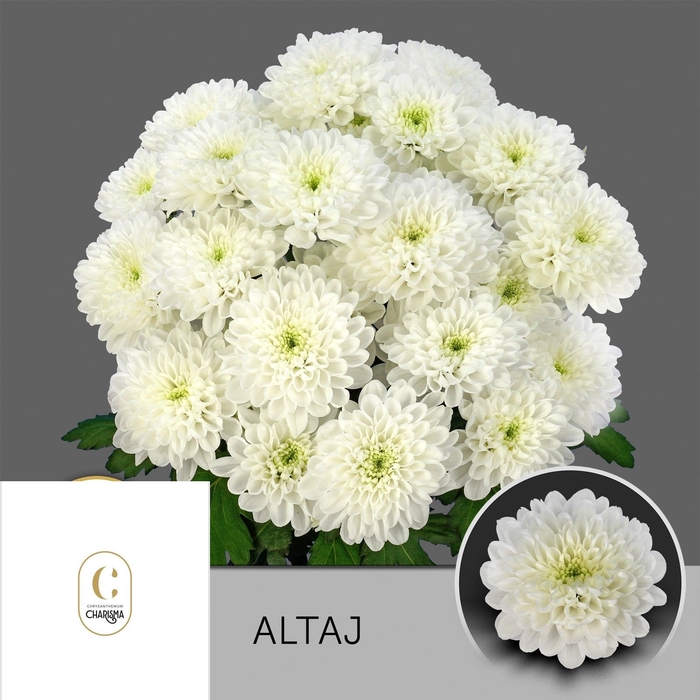 <h4>CHR T ALTAJ</h4>