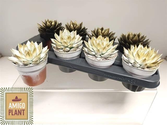 <h4>ECHEV MIRANDA</h4>