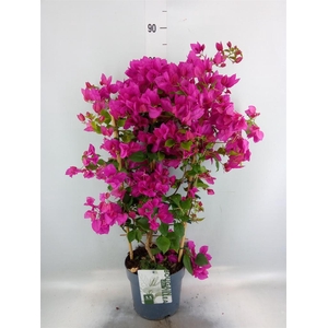 Bougainvillea  'Sanderiana'
