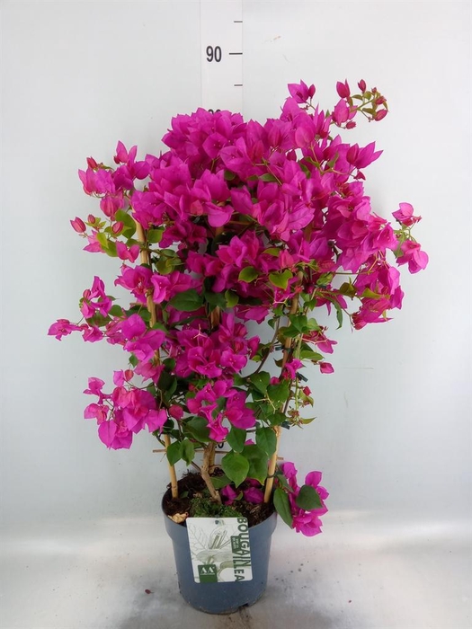 <h4>Bougainvillea  'Sanderiana'</h4>