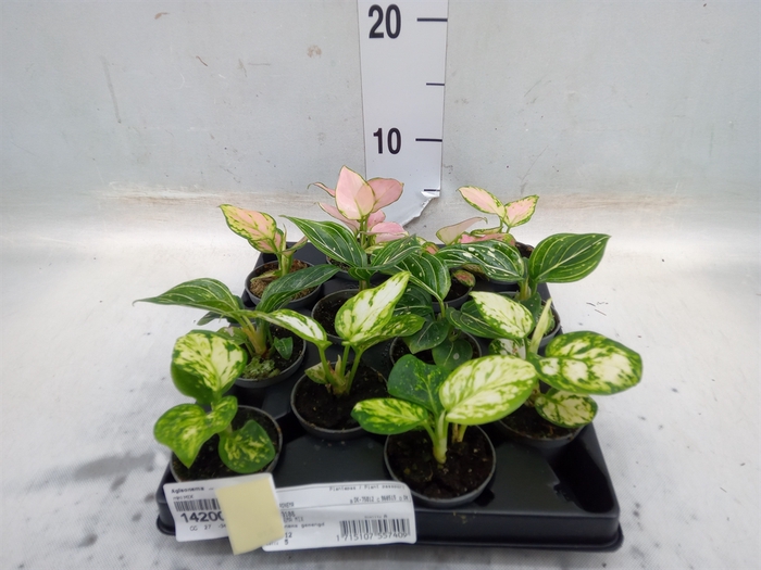 <h4>Aglaonema   ...</h4>