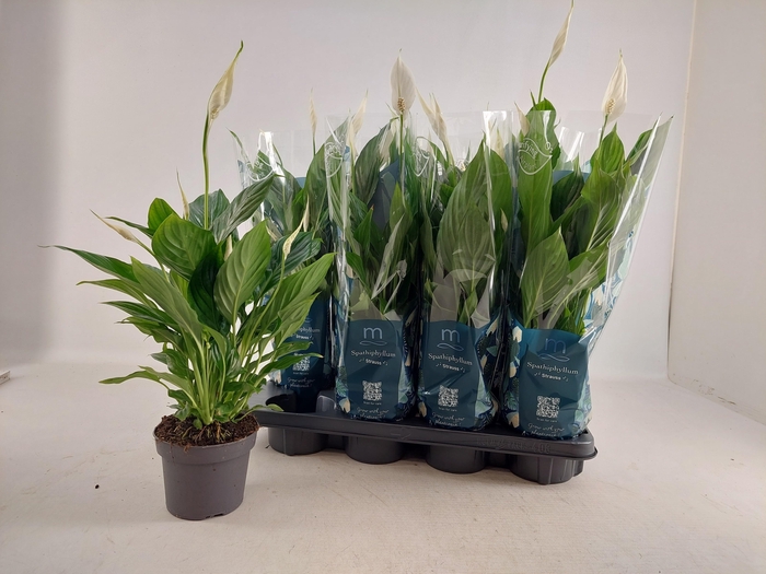 <h4>SPATH STRAUSS</h4>