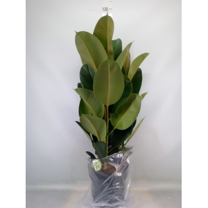Ficus elastica 'Robusta'