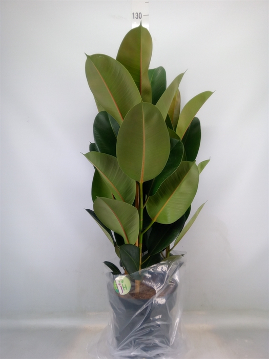 <h4>Ficus elastica 'Robusta'</h4>