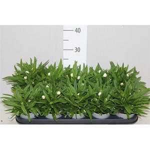 Bracteanta Snow White