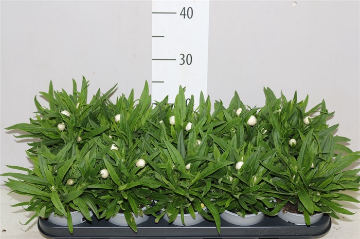 <h4>Bracteanta Snow White</h4>
