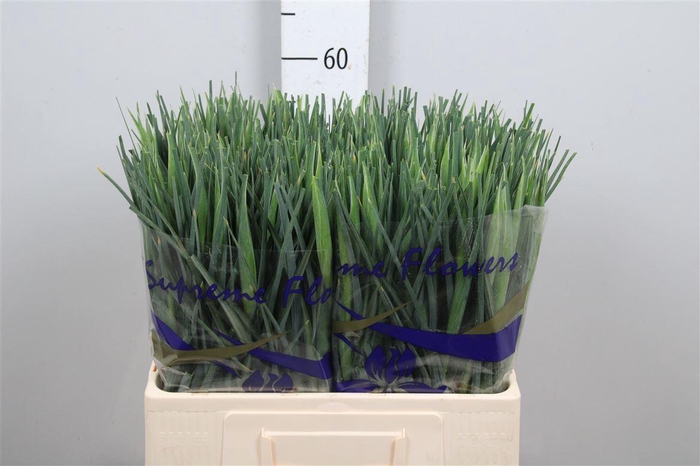 <h4>Iris Shanghai</h4>