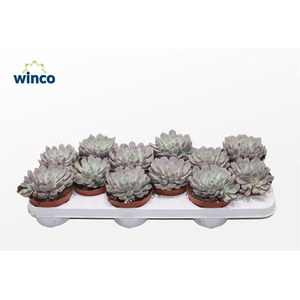 Echeveria Rosea