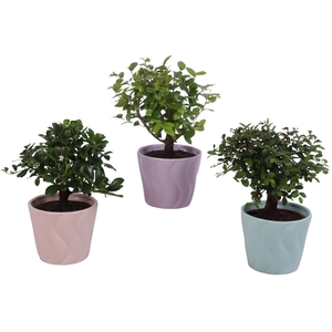 Bonsai Indoor Mix Ø 9cm Ball Shape in Ø11cm Ceramic SE662