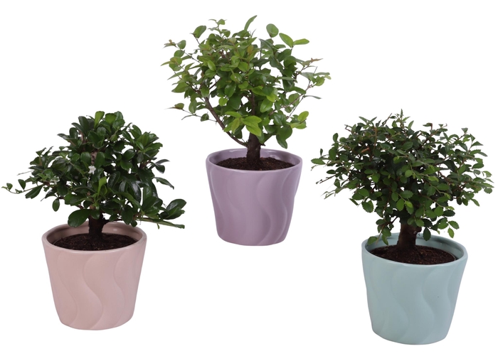 <h4>Bonsai Indoor Mix Ø 9cm Ball Shape in Ø11cm Ceramic SE662</h4>