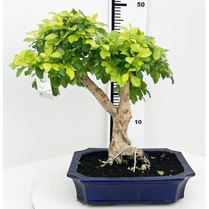 Duranta repense, pot 30 cm, height 70cm. with driptray. (single item)