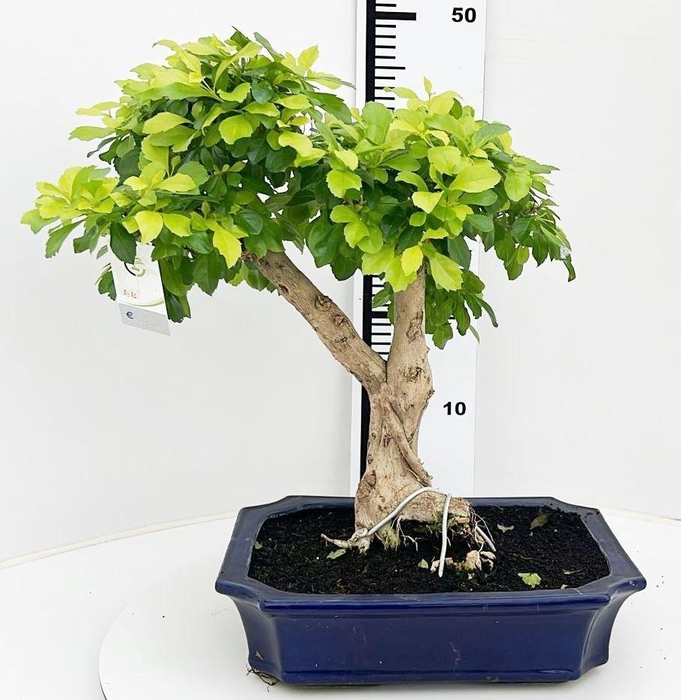 <h4>Duranta repense, pot 30 cm, height 70cm. with driptray. (single item)</h4>