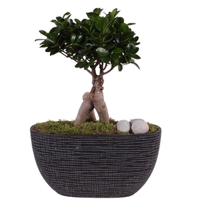 Ficus m. Ginseng ø15cm in ø37cm Luxury Ceramic