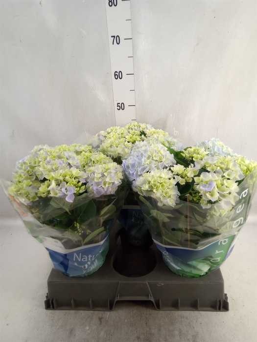 Hydrangea mac. 'Ankong'