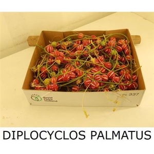 Sier Diplocyclos Red P Box