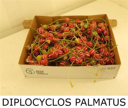 <h4>Sier Diplocyclos Red P Box</h4>