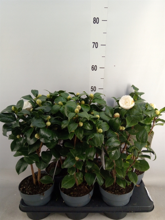 <h4>Camellia japonica</h4>