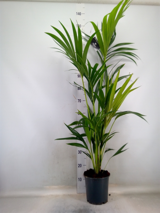 <h4>Howea forsteriana</h4>