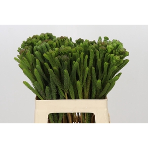 Kaaps Groen Albigreen