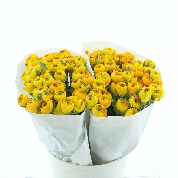 <h4>Ran El Yellow Extra ( White Paper )</h4>