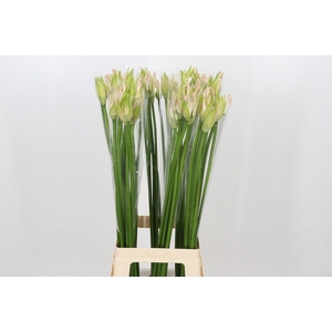 Nerine Bicolor Bionce