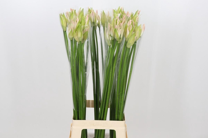 <h4>Nerine Bicolor Bionce</h4>