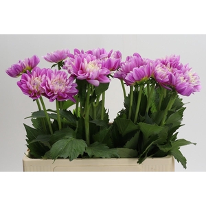 Dahlia Other