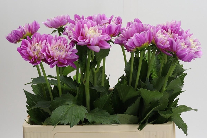 Dahlia Other