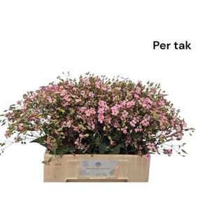 Saponaria Ov Roze