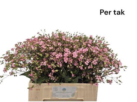 <h4>Saponaria Ov Roze</h4>