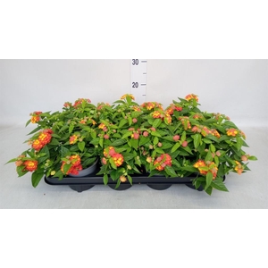 Lantana camara 'Bandana Red I'