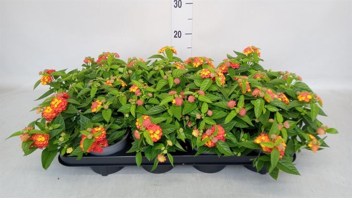 <h4>Lantana camara 'Bandana Red I'</h4>