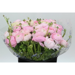 Ranunculus Clooney Polka Super