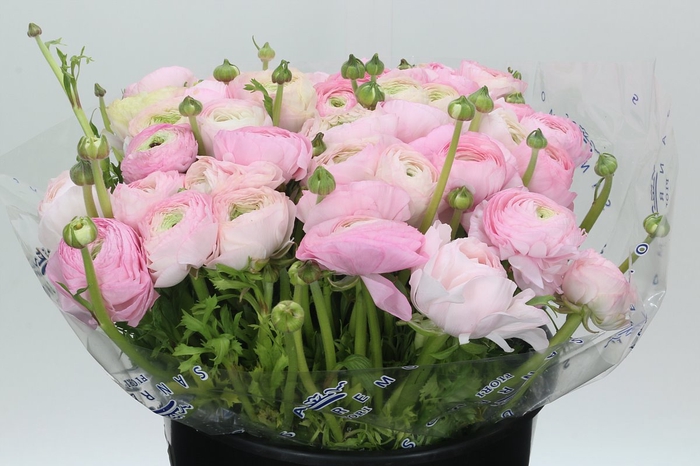 Ranunculus Clooney Polka Super