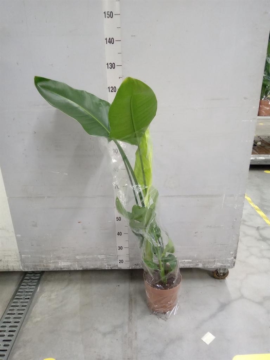 <h4>Strelitzia nicolai</h4>