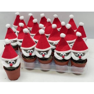 Cactus Santa Claus 6,5Ø 12cm