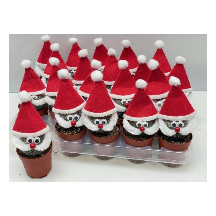 <h4>Cactus Santa Claus 6,5Ø 12cm</h4>