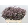Limonium ov Safora Oshi Pink